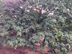 "dogged and resilient" 